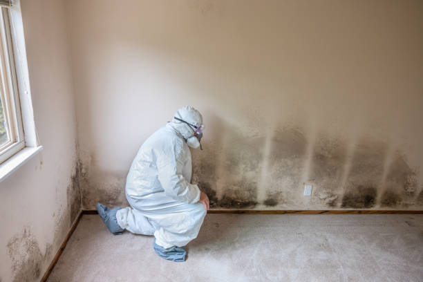 Best Comprehensive Air Testing for Mold Contaminants  in Canutillo, TX